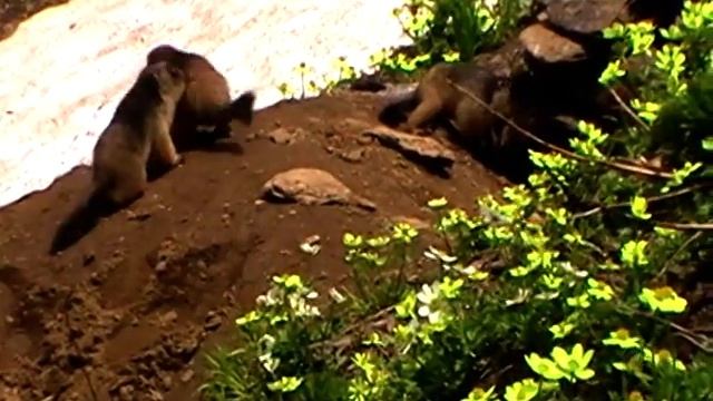 Pup of Long tail Marmot (Marmota Caudata) смотреть онлайн