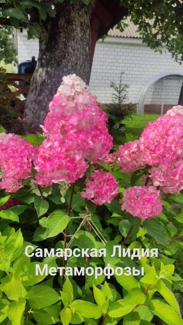 Гортензия «Самарская Лидия». Лето 2023 #sorts смотреть онлайн