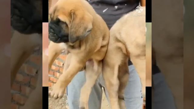 #cocker spaniel puppies for sale in Noida ncr all breed puppies🐶 call 9999039993 смотреть онлайн