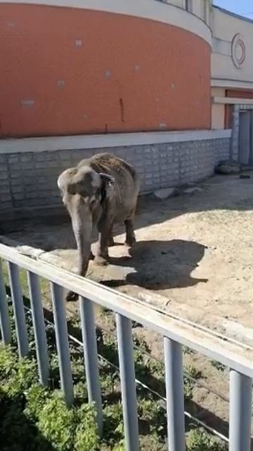 слоняша Даша🐘 #shorts #милоевидео #слоник #зоопарк #прогулка #екатеринбург смотреть онлайн