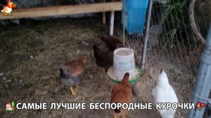Курочки селяночки лучшие беспородные несушки 🥚 (144)
