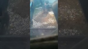 Возможности эбп -11