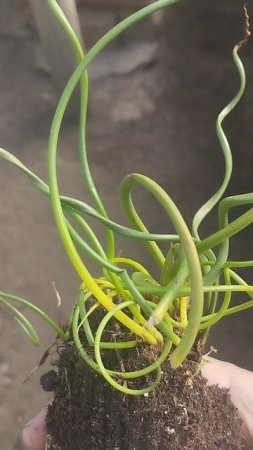 Ситник развесистый "Spiralis" !  Рассада, которая мне пришла.