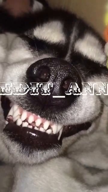 эдит хаски❗звук мой❗ завтра уже будут эдит с кадрами . смотреть онлайн