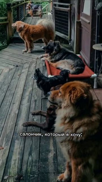#рекомендации #правонажизнь03 #приютдлясобак #бурятия #спасенныеотэвтаназии #собакаищетдом