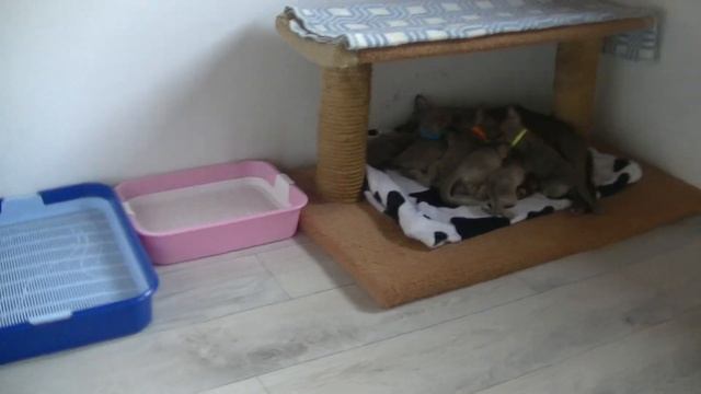 Пособие для начинающих заводчиков. смотреть онлайн