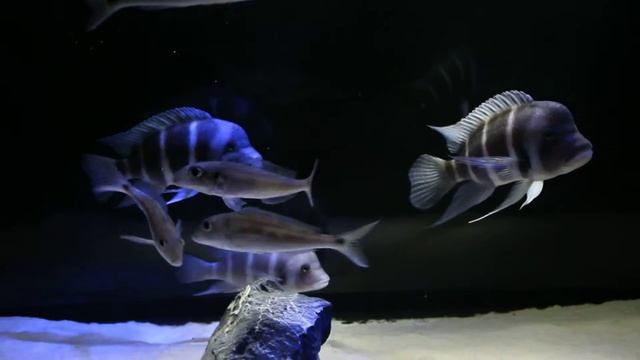 Tanganyika cichlids (Latvia@28.05.2013) - 2 смотреть онлайн