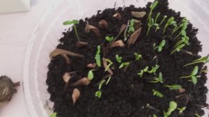 Как просто собрать и сохранить семена цветов. Всхожесть отличная! Много лет только так поступаю