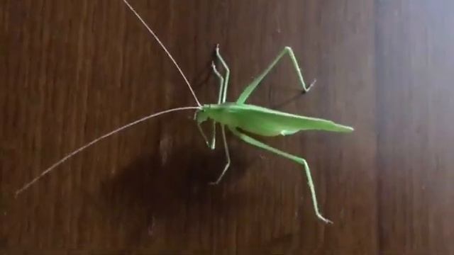 [네르하우스]만약 한밤 중 집안에 배짱이가 들어왔다면 노래를 부를까? 이녀석만 있으면 음악들으며 꿀잠 가능!? (대화해보려고 하는데 무관심) смотреть онлайн