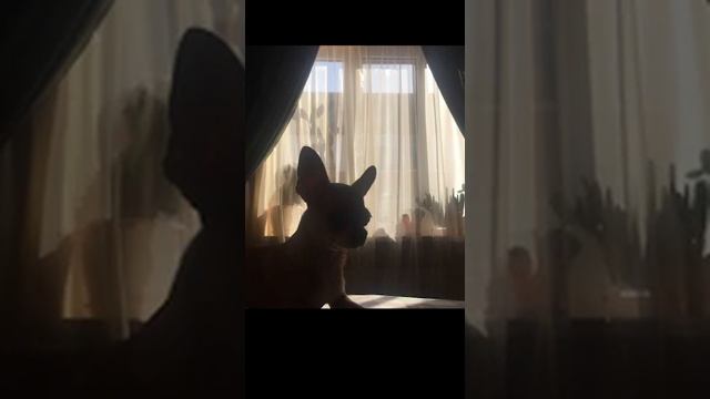 Нева (cover) 5'nizza смотреть онлайн