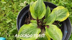 Коллекционный сорт Avocado Toast #hosta #хоста #сорта #коллекция #редкиесорта