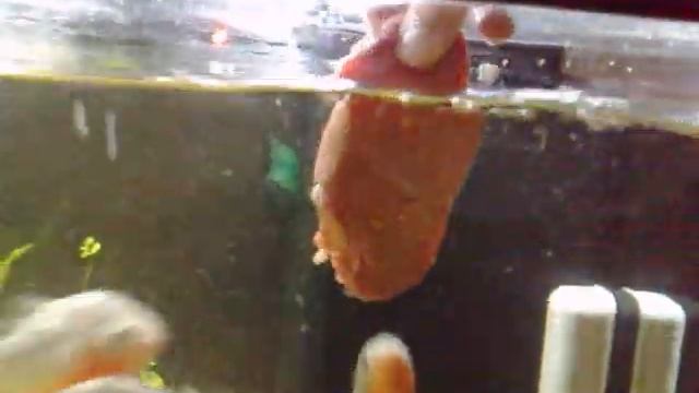 Hand feeding red belly piranhas www.piranhalar.com смотреть онлайн