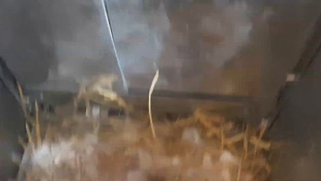 Ճագարաբուծություն (ինչպես է կերակրում ճագարը ձագերին)🐇🐇🐇🐇 Rabbit breeding смотреть онлайн