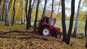 Трактор т - 25 . Заготовка дров(валежника) в осеннем лесу. #лес#дрова#трактор##деревня