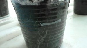 Баклажаны при подсыпке грунта очень хорошо наращивают дополнительные корни