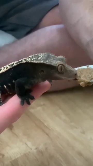 #geckо#smallgecko#geckobreakfast#геккон#маленькийгеккон#гекконкушает смотреть онлайн