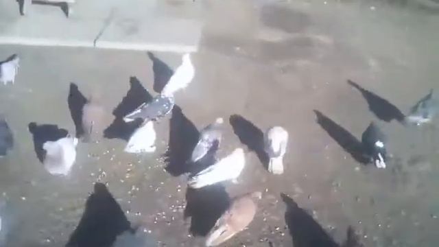 Кривой рог,Голуби смотреть онлайн