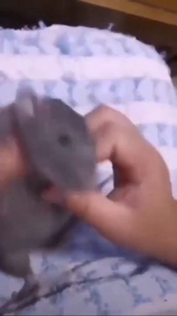 Ratón bailando смотреть онлайн