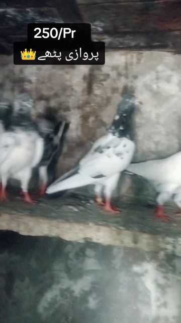 pigeon lover ka leya 250 por kis ko chaia comment ma baat kara 1k subscribe 💓 смотреть онлайн