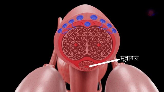 लिंग उत्तेजन: कैसे और क्यों? | How to penis is erect? |(3D Animation) #3d #biology #reproduction смотреть онлайн