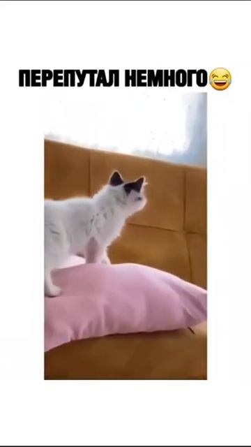 ПЕРЕПУТАЛ НЕМНОГО.. смотреть онлайн