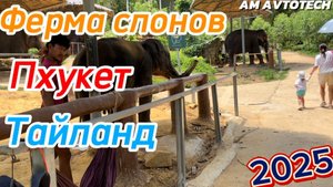 Ферма слонов Phuket Elephant Care. Куда поехать на Пхукете? Тайланд 2025.