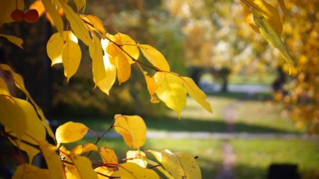 Золотая осень в Тюмени смотреть онлайн