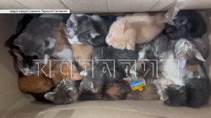 Доктор наук и преподаватель университета вместе с сыном — кандидатом в депутаты, мучили дома котят