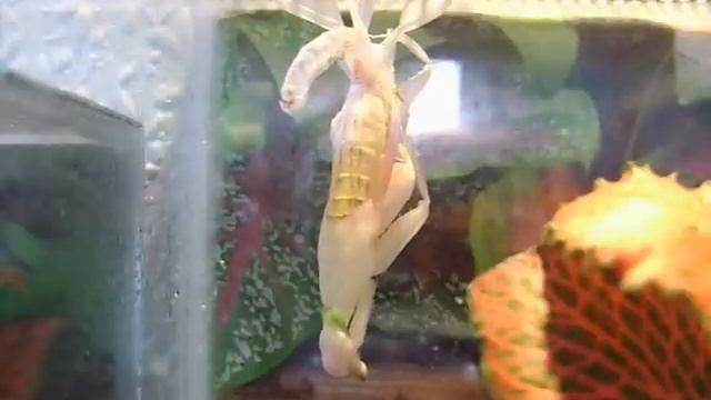 Hymenopus coronatus moulting  Häutung