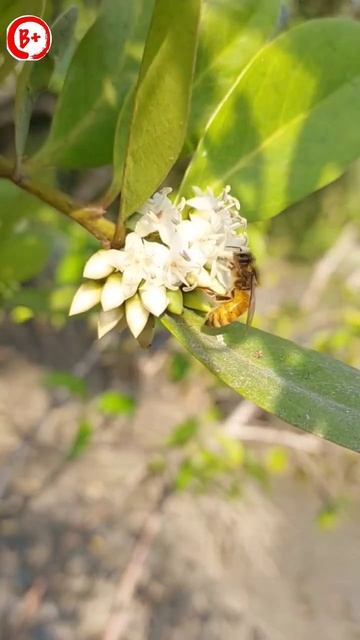 Honey Bee Pollinating Flowers|How bees collect nectar to make honey|Sundarban#shorts смотреть онлайн