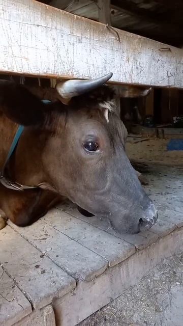 #деревня #cow #животные #animals #белгород #белгородскаяобласть #farming #корова смотреть онлайн