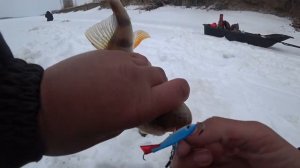 ТАКИЕ МОНСТРЫ РЕДКО ПОПАДАЮТ! Рыбалка на Алтае, балансир в коряжнике и на песках