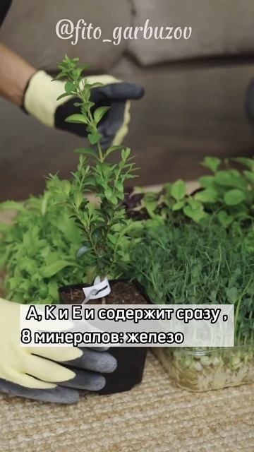 А Вы знали? #фитотерапия #здоровье #иммунитет #лайфхак #полезно #зелень #витамины #минералы #кальци