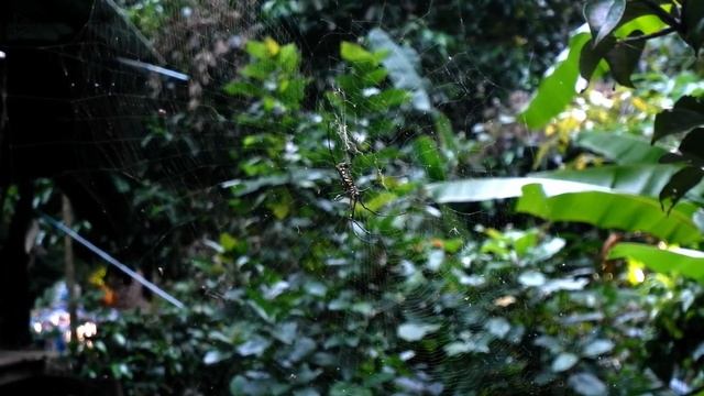 [4K] Kamala Beach Phuket | Things to do in Karon Phuket | Phuket Thailand