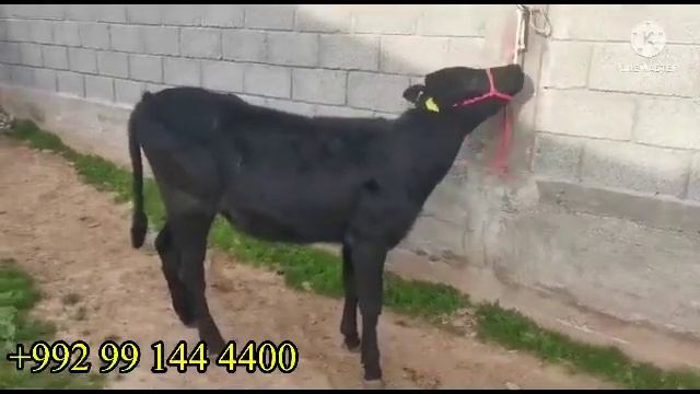 3 САР ГОВ ГОЛШТЕН МОЛИ ЗОТИ 14 марта 2023 г. смотреть онлайн