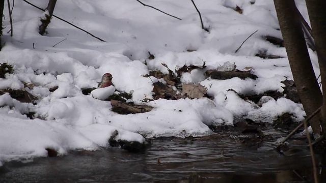 Чечетка под снегом ищет букашек в листьях. 5 апреля 2024 г. смотреть онлайн