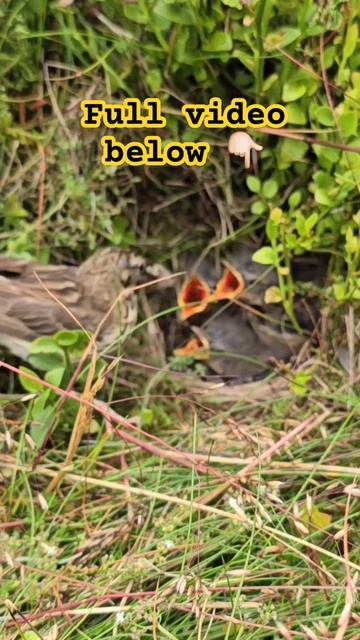 Stunning Tree Pipit Feeding Chicks in the UK 2024 | #birdnesting #birds #birdnest #britishbirds