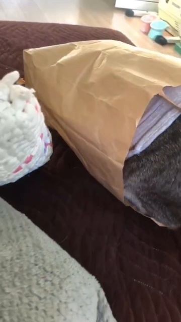 🐾 Дейл решил уединиться😅