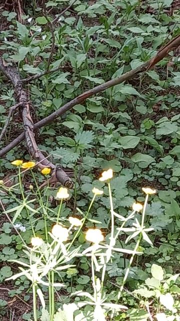 Золото лютиков смотреть онлайн