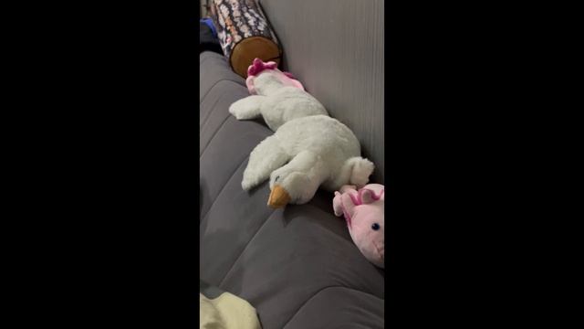 ПРИКЛЮЧЕНИЯ ПРОШЛОГО ГОДА