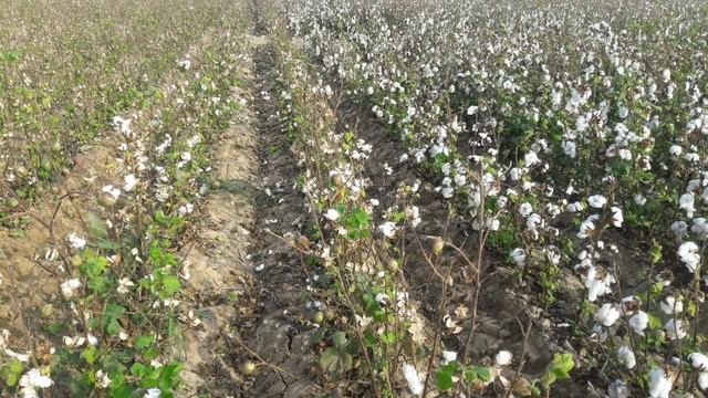 Хлопкоуборочный комбайн 2018 Cotton harvest смотреть онлайн