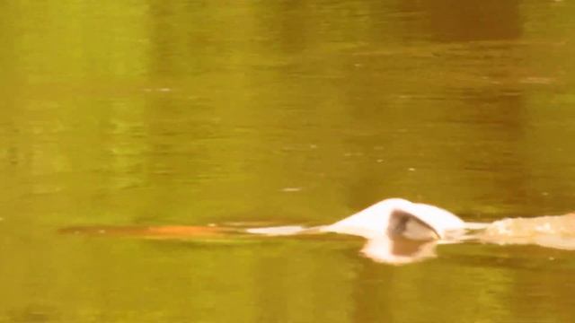 Boto-do-araguaia - Inia araguaiaensis смотреть онлайн