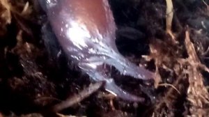 Heterometrus silenus feeding.