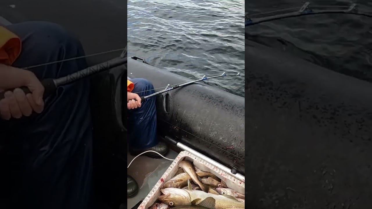 Норвежская треска в море