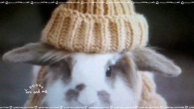 Милые крольчата смотреть онлайн