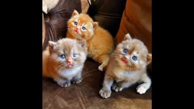 funny meow cat dancing смотреть онлайн