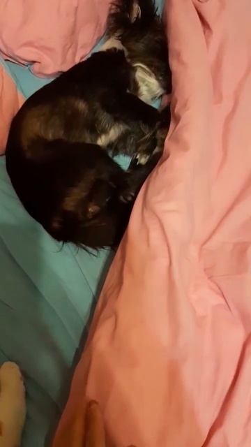 Спокойной ночи!) смотреть онлайн