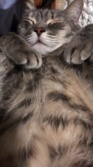🐾 Пример кота 🙃