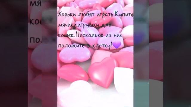 Домик для хорька 