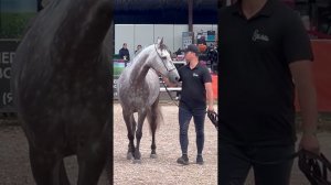 Породный ринг «Спортивные лошади России»: ганноверская, тракененская, голштинская и др.